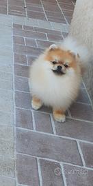 spitz tedesco nano