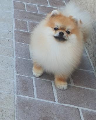 spitz tedesco nano