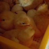 Pulcini, galli e galline razza bionda piemontese