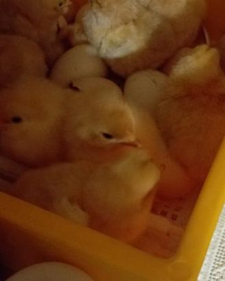 Pulcini, galli e galline razza bionda piemontese