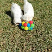 Cuccioli di maltese