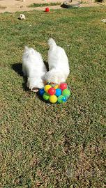 Cuccioli di maltese