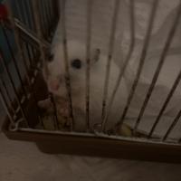 Criceto russo bianco latte