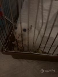 Criceto russo bianco latte