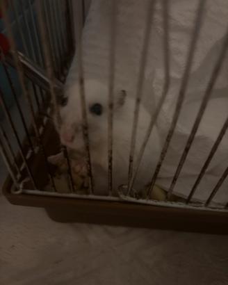 Criceto russo bianco latte