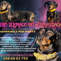 Disponibile per monta