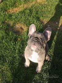 Bulldog francese blu