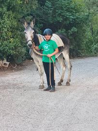 Asina di anni 12 documenti in regola