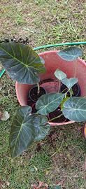 Alocasia regal