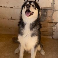 Alaskan malamute