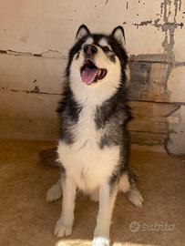Alaskan malamute