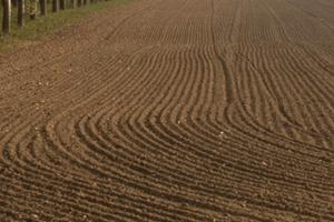 Terreno agricolo