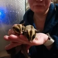 Petauro dello zucchero