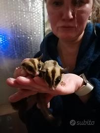 Petauro dello zucchero