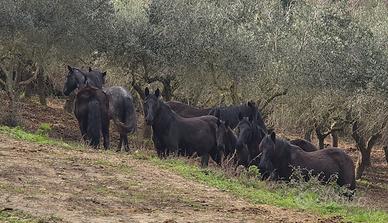 Cavallo murgese
