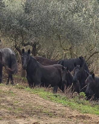 Cavallo murgese