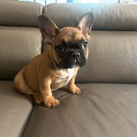 Cuccioli di bulldog francese