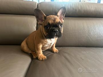 Cuccioli di bulldog francese