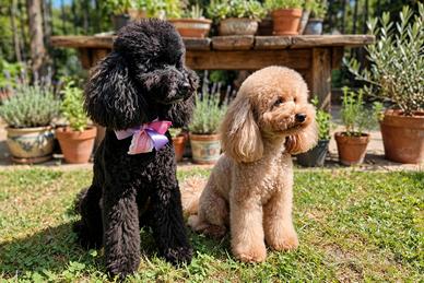 Cuccioli barboncino toy