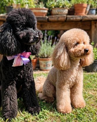 Cuccioli barboncino toy