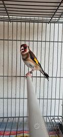 Cardellino