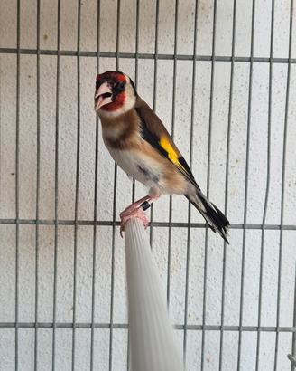 Cardellino