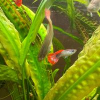 Pesci tropicali guppy