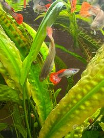 Pesci tropicali guppy