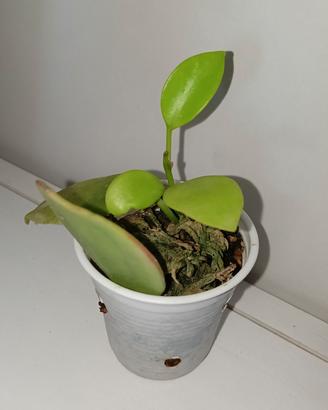 Hoya diptera