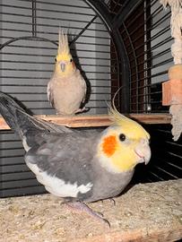 Calopsite ALLEVATE A MANO