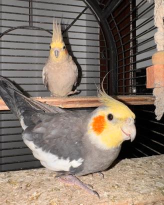 Calopsite ALLEVATE A MANO