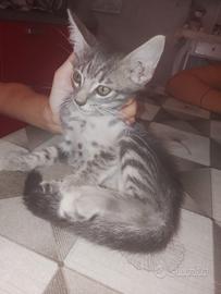 gatti