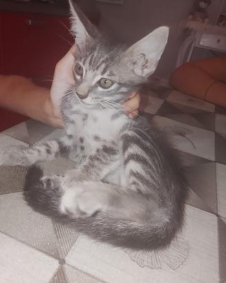 gatti