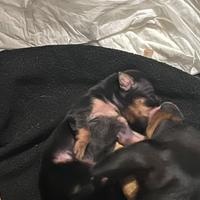 Pinscher nano maschio cucciolo