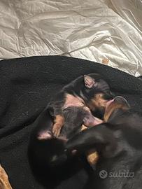 Pinscher nano maschio cucciolo