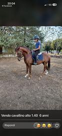 Cavallino doppio pony