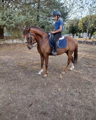 Cavallino doppio pony