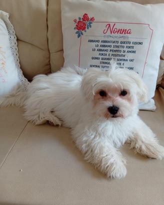 Maltese maschio