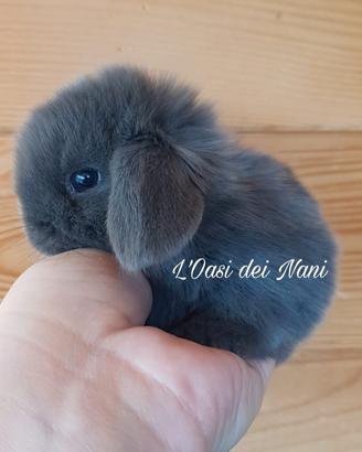 Cuccioli di coniglio Ariete Nano blu