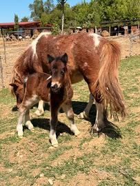 Puledra shetland pezzata