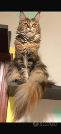 Maine Coon