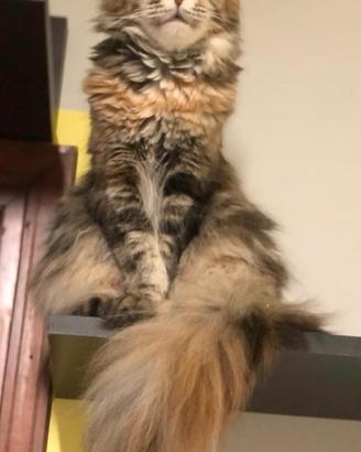 Maine Coon