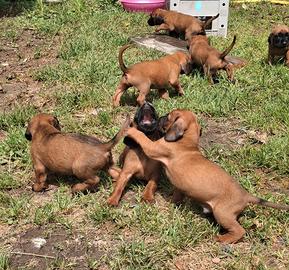 Cuccioli di Segugio Bavarese