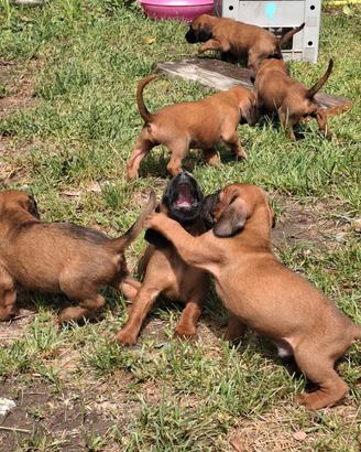 Cuccioli di Segugio Bavarese