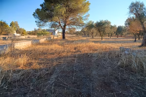 Terreno agricolo di 2.000 mq in Oria