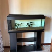 Acquario