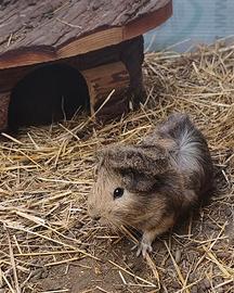 abissino cavia 