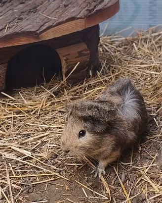 abissino cavia 