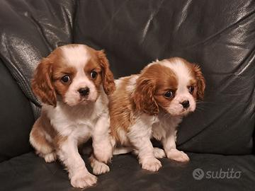 Cuccioli di cavalier King