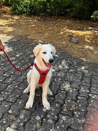 Stupendo e dolcissimo cucciolo